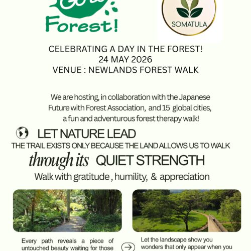 GoToForest, Newlands Forest, Cape Town